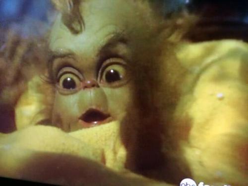 queenpiss:  wildhogs2:  queenpiss:  when is it okay to start blogging baby grinch again  Now  