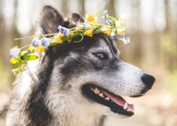 handsomedogs:flower child 🌻✨💛