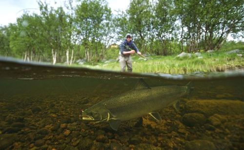A True Gentleman, Hunter,Nature and more.