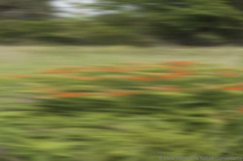 Porn photo nevver:A Field Guide to Roadside Wildflowers