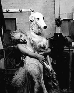 happyheidi:Marilyn Monroe + Borzoi’s <3 and more  🐕 