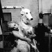 happyheidi:Marilyn Monroe + Borzoi’s <3 and more  🐕 