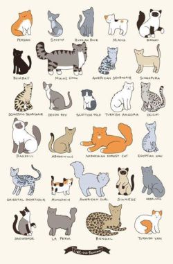 meowsparadise:  What’s your cats’ race?