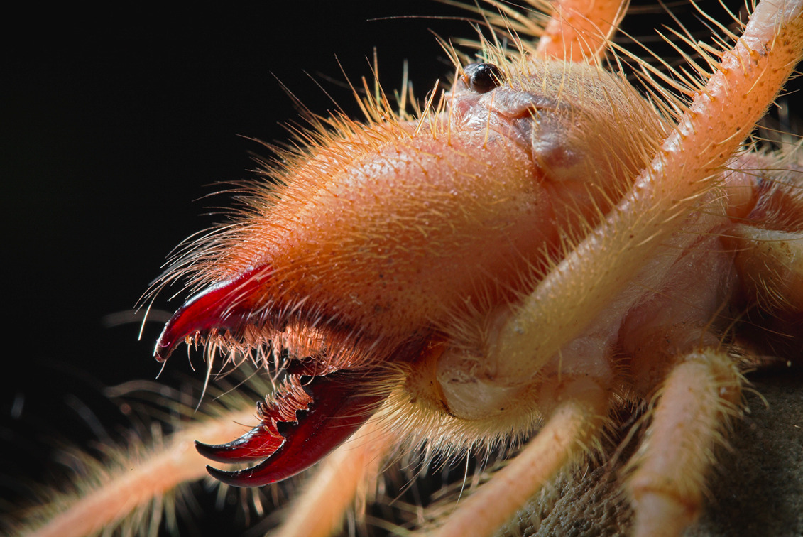 the biggest camel spider ever found