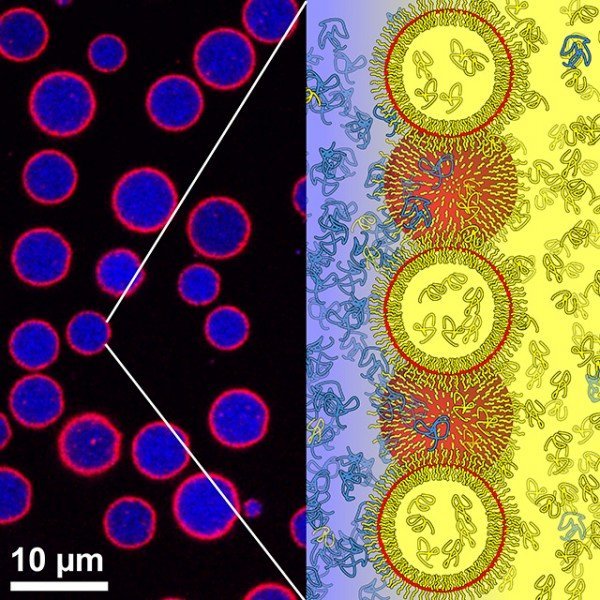 currentsinbiology:  New artificial cells mimic nature’s tiny reactorsArtificial