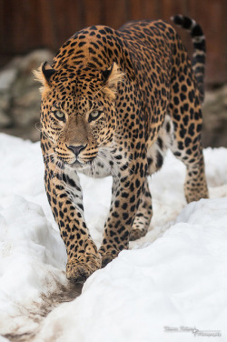 jaws-and-claws:  Sri Lanka Leopard by CROW1973