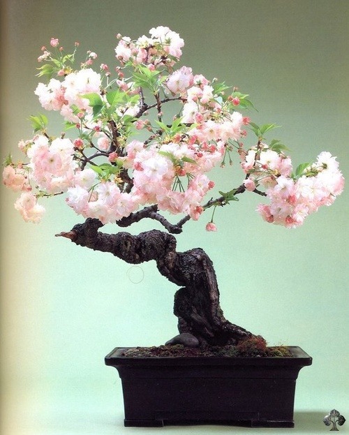 flowering bonsai tree - Google'da Ara en We Heart It. http://weheartit.com/entry/69346227/via/oznur_guvendik