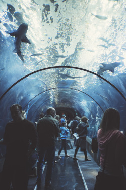 teapalm:(Tasha Marie) | Oregon Coast Aquarium