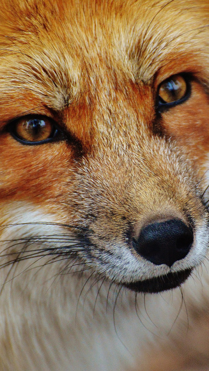 thelittleredfox: Fox Phone Background Request porn pictures