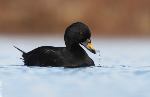 Common Scoter (Melanitta nigra) &gt;&gt;by Sindri Skúlason