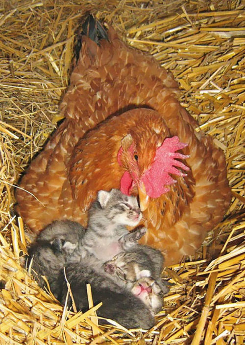 catsbeaversandducks:Mama Hens And Their BabiesVia Bored Panda