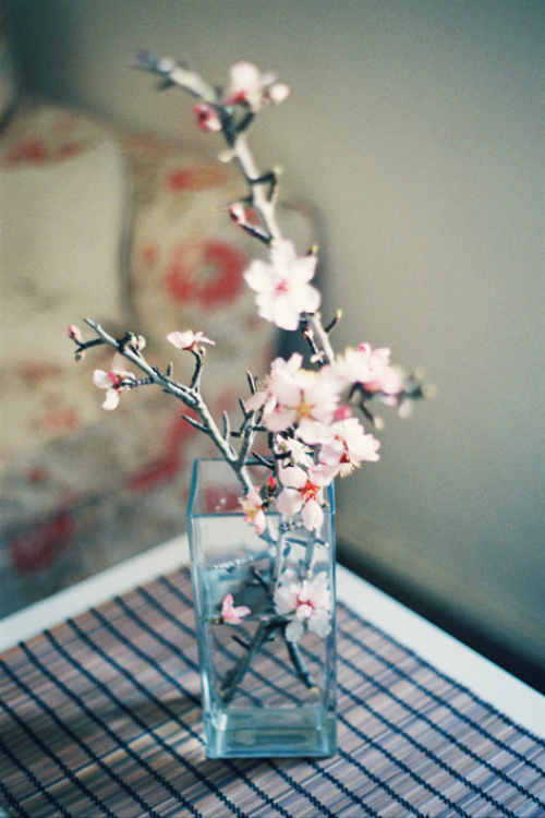 wolftramp:  Vintage Blog ☼ 