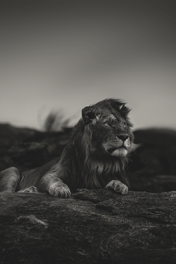 wearevanity: Lions NoireI feel like this