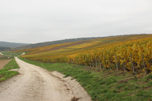 Hiking through the golden champagne fields near Avernay-val-d’Or, Montagne de Reims Regional Nationa