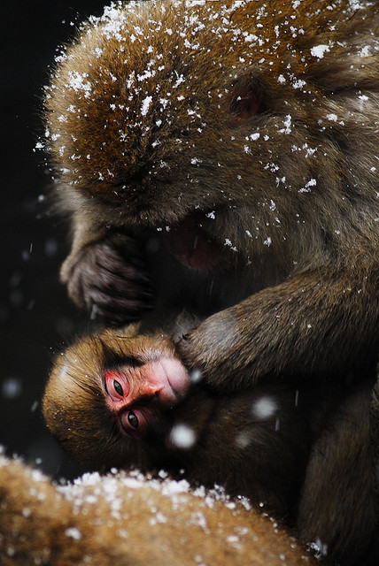 Snow monkeys jigokudani