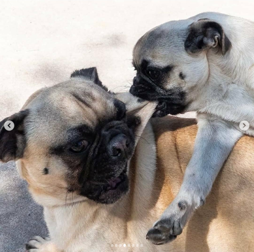 babyanimalgifs: Playing pugs (@actionpugs)