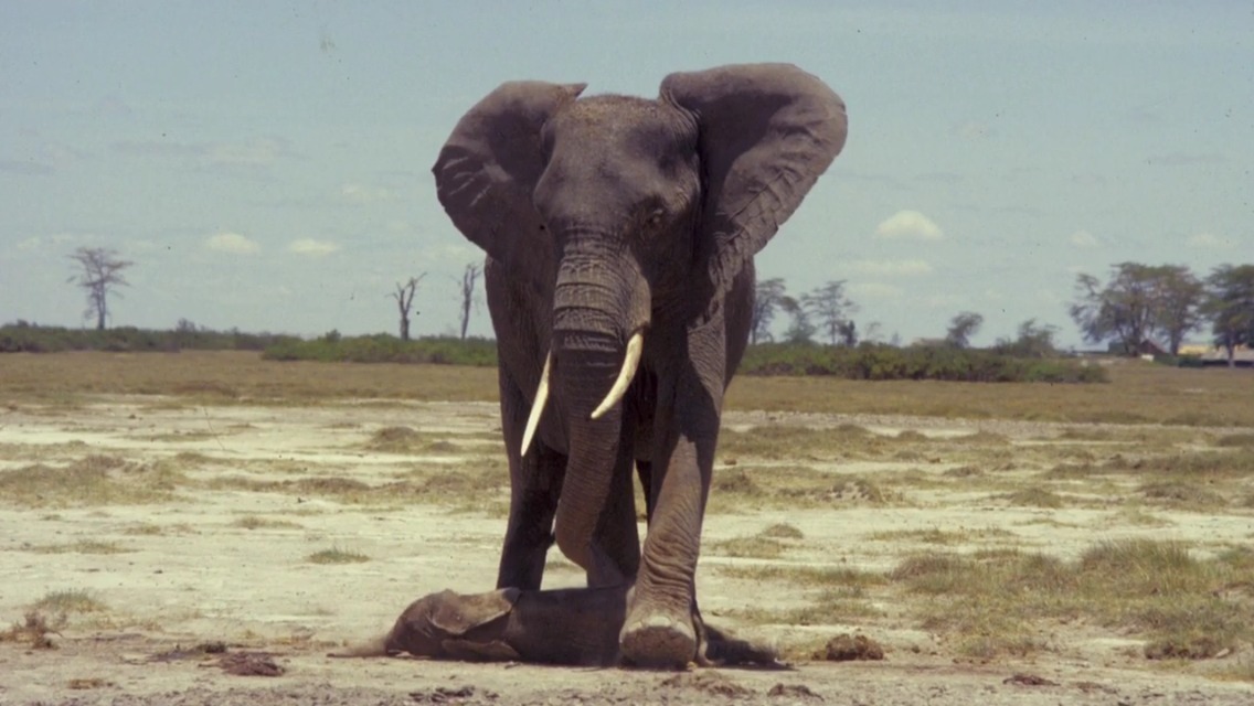 best-of-earth:  Mother stands over her still born calf for two days! She wouldn’t