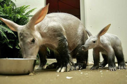 theanimalblog:  Aardvark. Photo by Brookfield