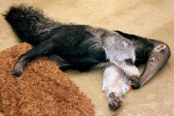 pilosapals:  Young giant anteater; Dortmund;