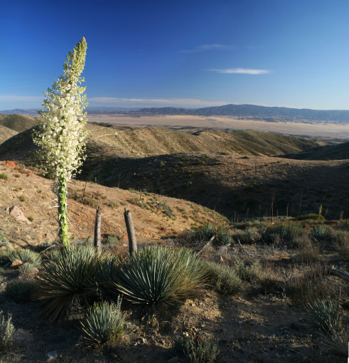 mypubliclands:  Enjoy beautiful spring views of your public lands with friends and family this weekend!  Photos of BLM-California Carrizo Plain National Monument by Bob Wick 