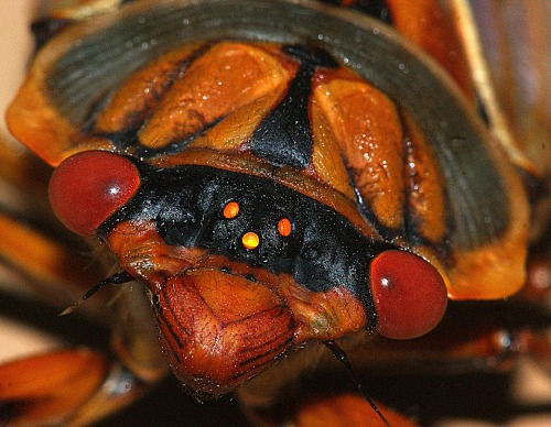 realmonstrosities: The Masked Devil heeded the call! It’s a big cicada from south east Austral