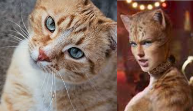 Cats 2019 As Real Cats Because Why Not. Part 2 The Queens.