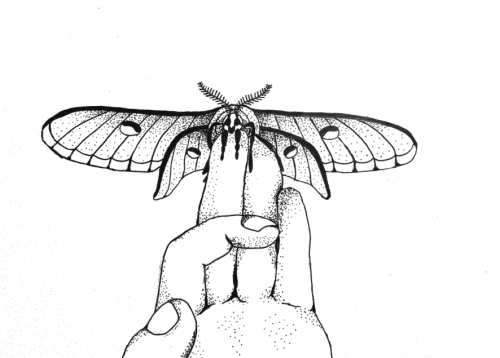 Luna Moth/hand study from found picture on tumblr