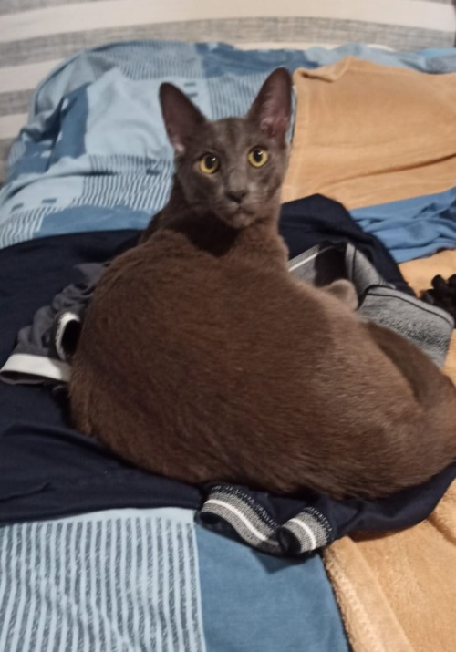 Yall Look At My Cat