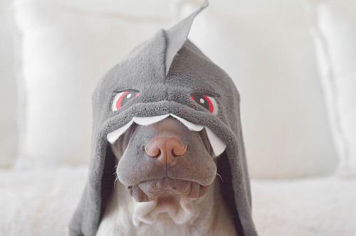 kathereal: awesome-picz:   World’s Most Photogenic Shar Pei And His Cat Are The Best Friends Ever  @