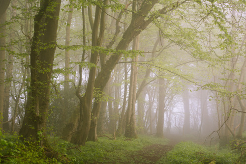 Fresh Greens by Brian Roberts