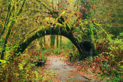 highenoughtoseethesea: Autumn in the Hoh Rainforest