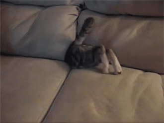sizvideos:  Kitten in the couch - Video 