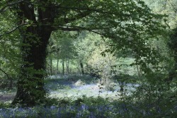 buron: Picnic in the Bluebells (xx) ©sydburon - May ‘18 