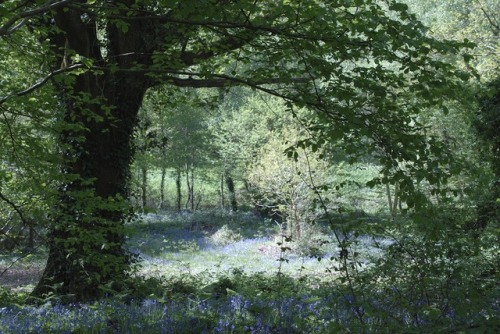 buron: Picnic in the Bluebells (xx) ©sydburon - May ‘18