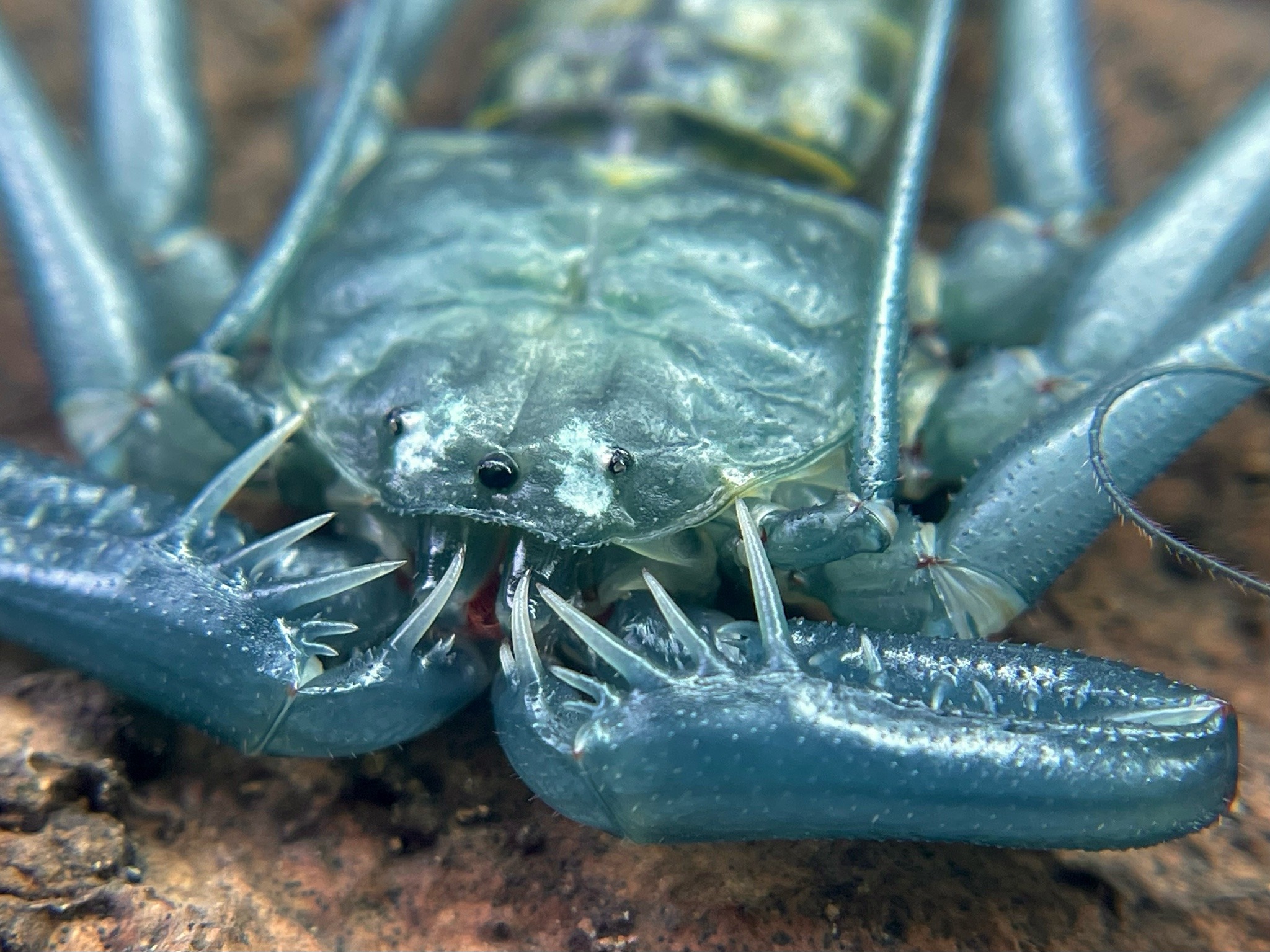 Porn Pics crevicedwelling:3 hours after molting Francisco