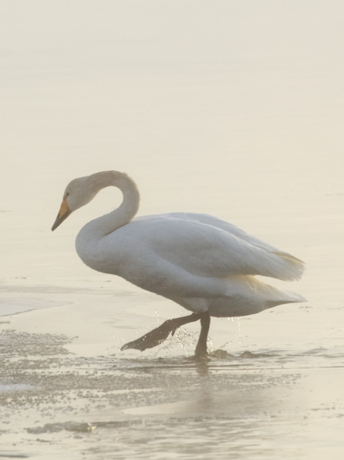 Foggy day with majestic friends, swan family and mallards chilling. I managed to take a video of the