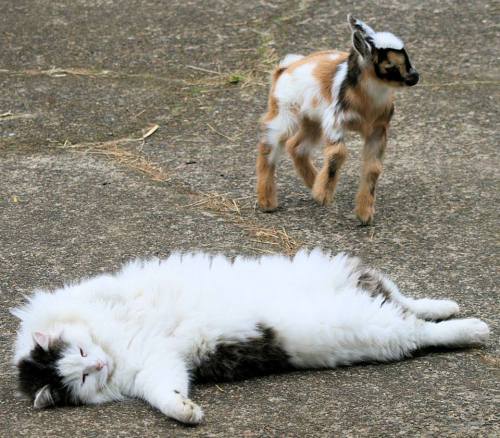 babygoatsandfriends:cuteandrun:Keizer the cat and his goat - Camanna’s Petite ParadiseSo fluff