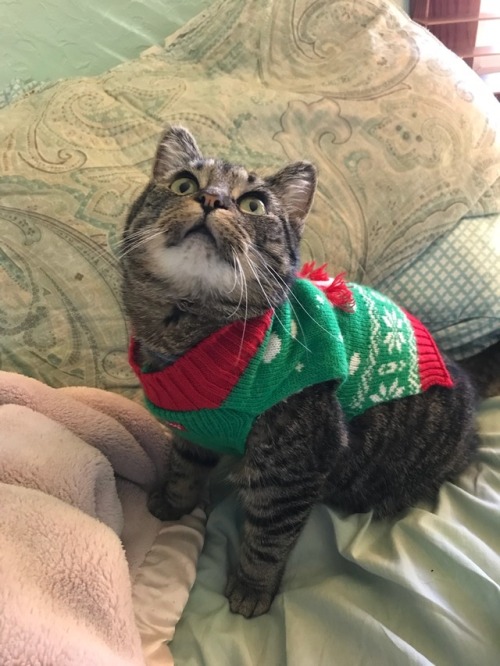 The sweater of shame!!! ❤️