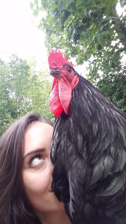 very cool chicken selfies: a collection 