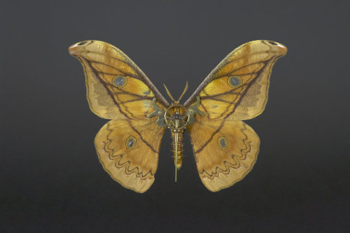 staceythinx:  MeCre (mechanical creatures) by Gaby Wormann 