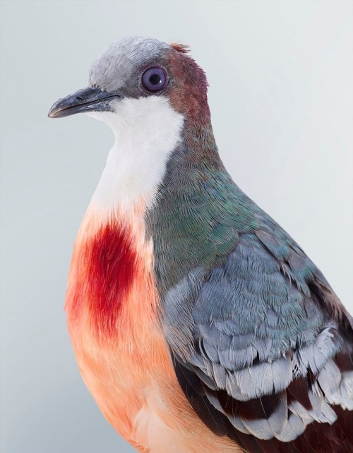 Superb fruit dove, Bleeding-heart dove, Nicobar pigeon, Woopoo pigeon, & the Topknot pigeon - Ph