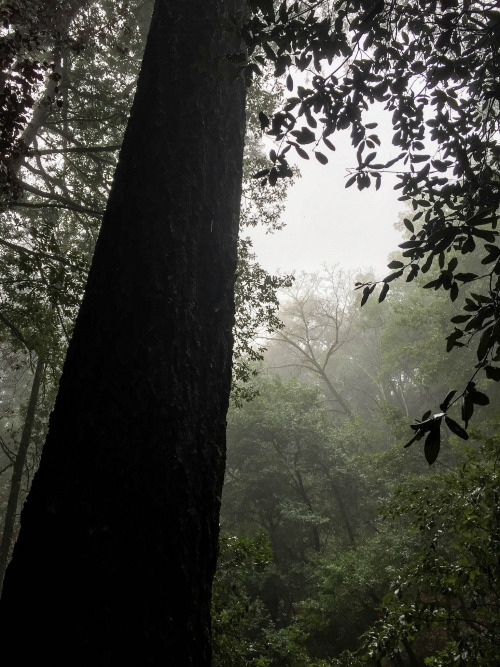 Trees in Drizzle and Fog by Daniel Apodaca