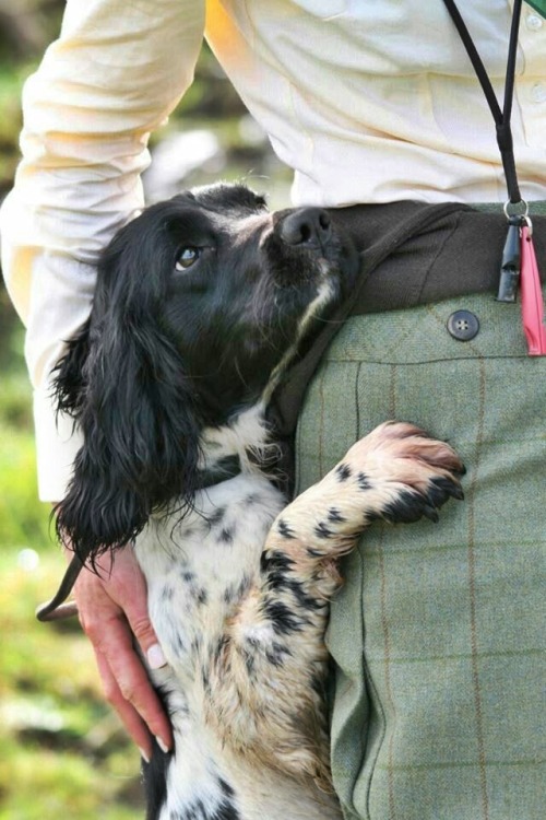 Pinterest , English Springer Spaniels 2ce34c3299091f8592d8cd6acd0c9761–town-and-country-countr