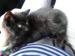 We got a new kitten. :) his name is stormie. He&rsquo;s my girlfriends early christmas gift.