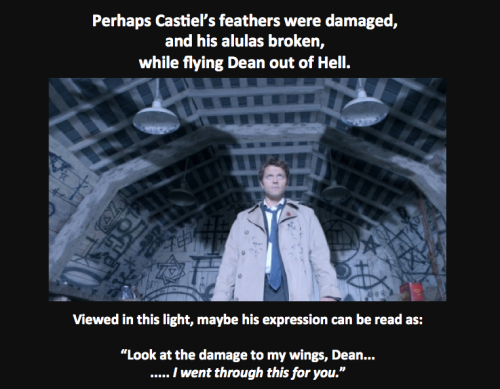 northern-sparrow:  All right, I was forced to start up a tumblr just to post this thing. So, I watched the first five seasons of Supernatural while doing field research on the birds of northern Alaska, and when Castiel spread his wings for the first time