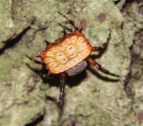 onenicebugperday:Biscuit boxkite, Isoxya tabulata, Araneidae (orbweavers)Found throughout southeaste