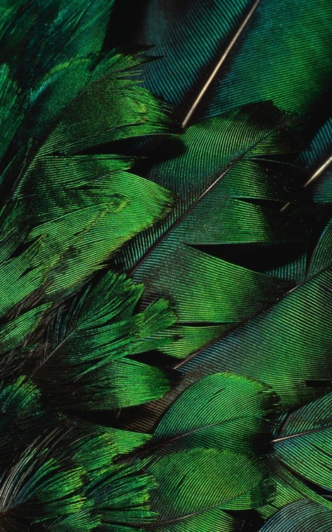 Emerald Green Feathers (via Pinterest)