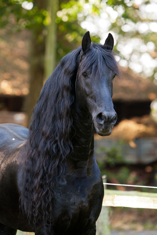 equine-world:  Maurus 441「Tsjalke 391 x Wytske van de Leidijk 2169」Friesian Stallion