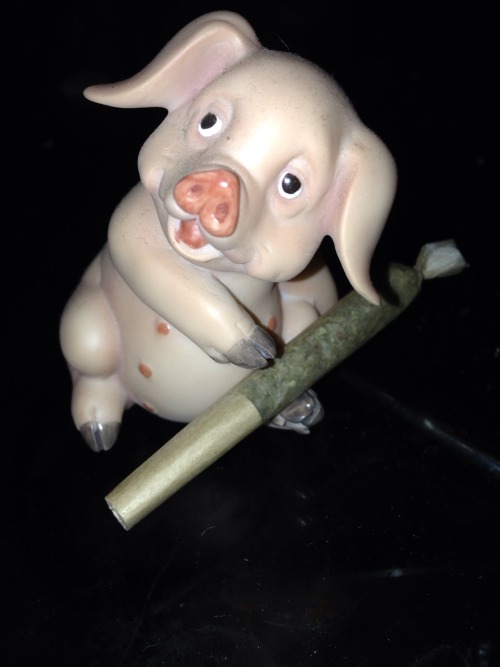 nugs-n-roses:  Pigurine (figurine) photo shoot! Oink 💨