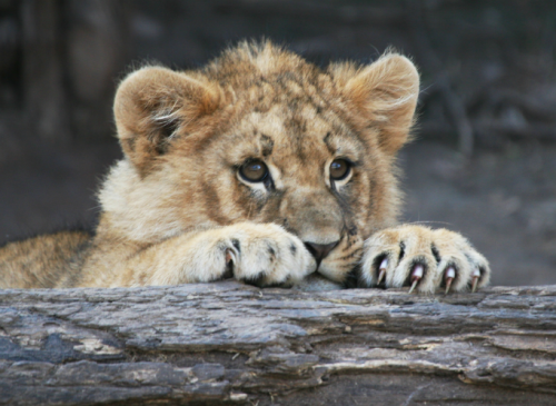 tulipnight:Lion Cub by kedilee